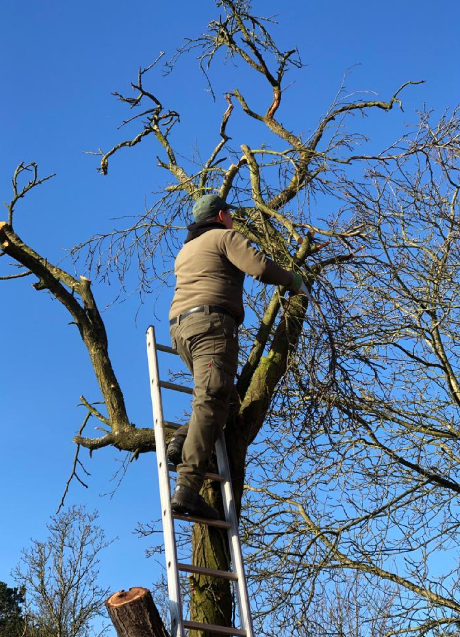 Baumschnitt1