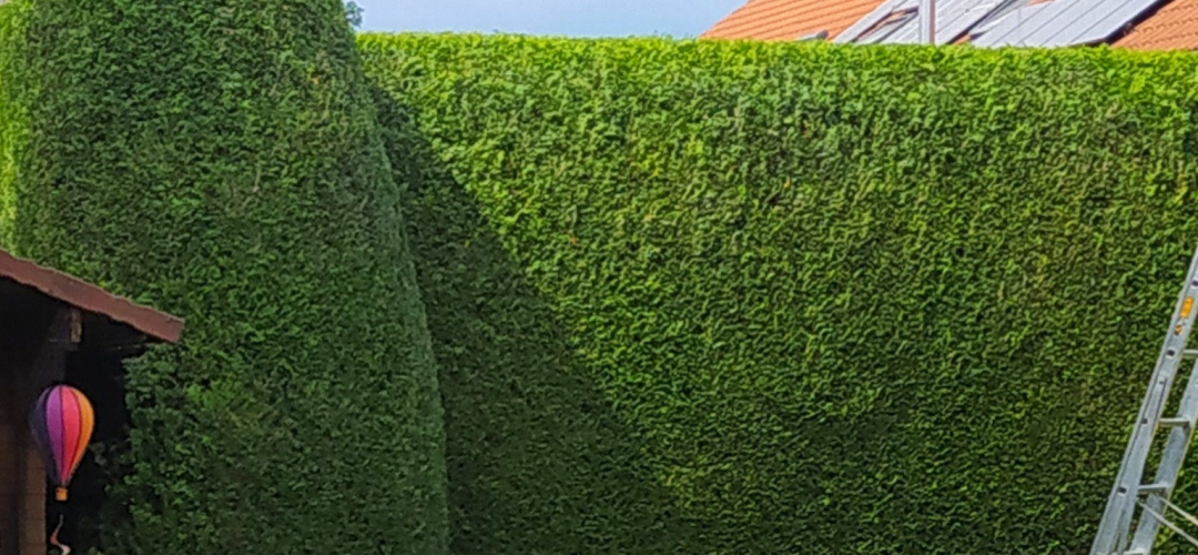 Heckenschneiden