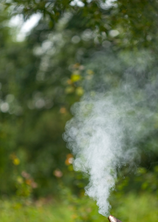 Schädlingsbekämpfung