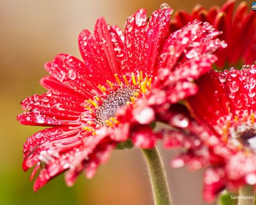 flowers-165a.jpg flowers-165a.jpg