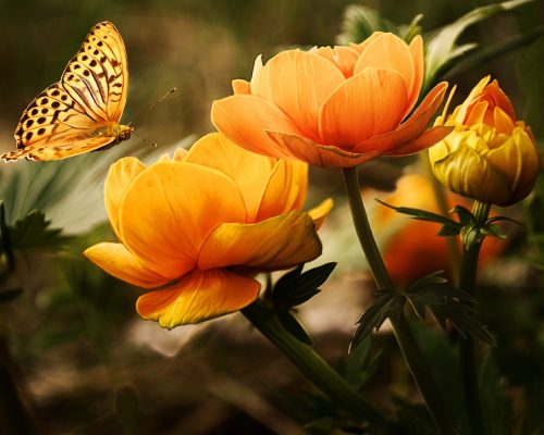 flowers-background-butterflies-beautiful-87452.jpeg flowers-background-butterflies-beautiful-87452.jpeg